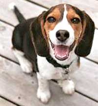 Perros de raza beagle destinados a laboratorios