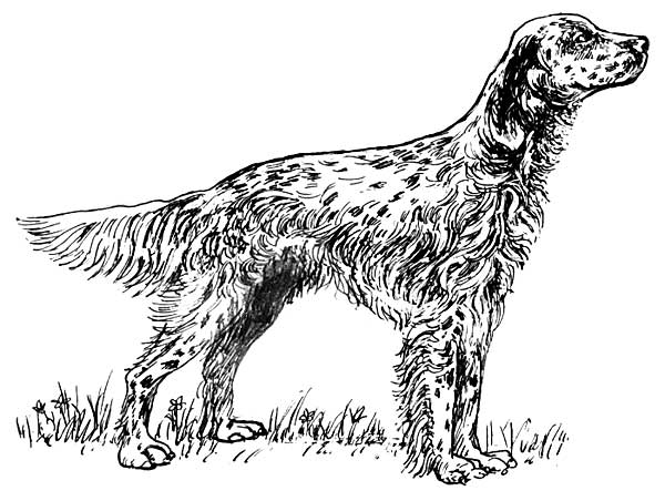 El perro pastor inglés, en peligro de extinción en el Reino Unido