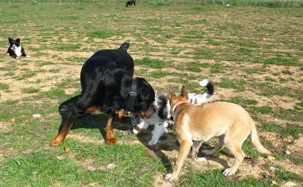 Socialización de cachorros con otros perros, el papel de los perros adultos.