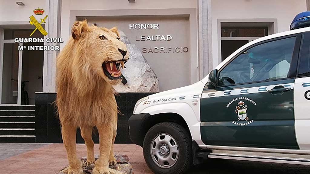 La Guardia Civil detiene e investiga a 59 personas por tráfico de especies.