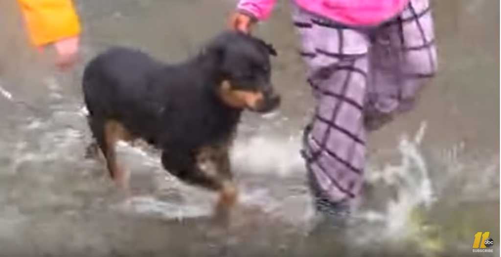 Rescate de un perro durante el ciclón Florence en Carolina del Sur.