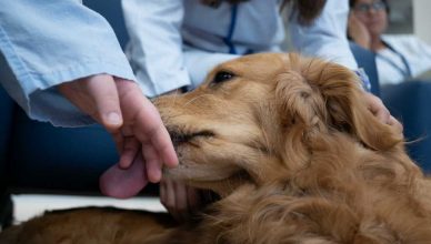 Inspiradogs, terapia asistida con perros en la unidad de hospitalización de Psiquiatría para adolescentes.