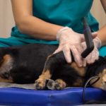 Interesantes resultados sobre el manejo del dolor en mascotas: nuevas estrategias para mejorar la calidad de vida.