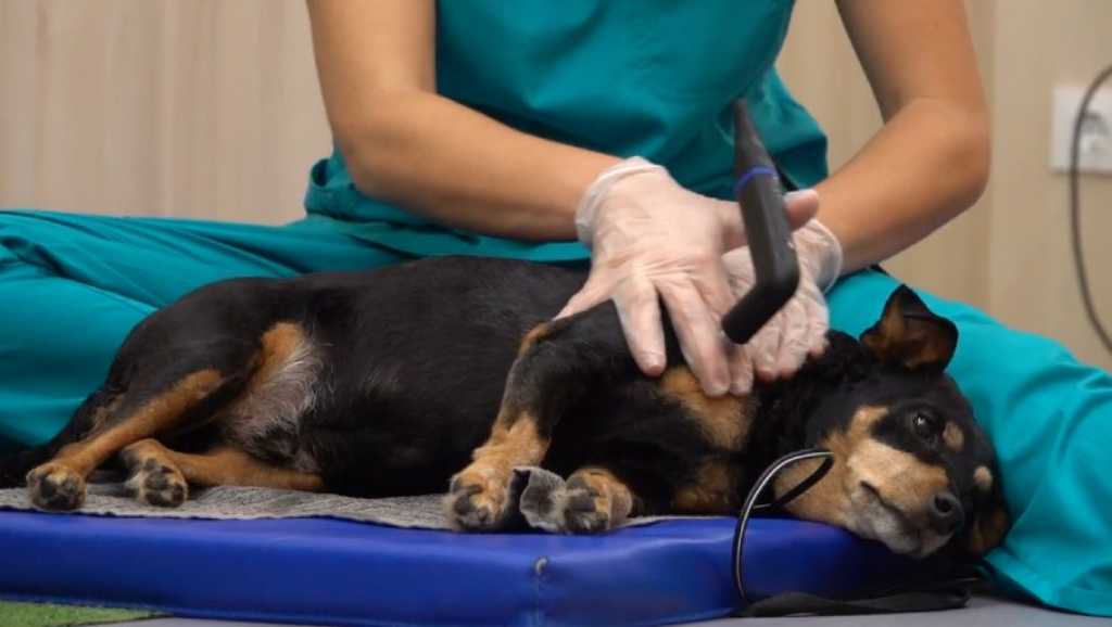 Interesantes resultados sobre el manejo del dolor en mascotas: nuevas estrategias para mejorar la calidad de vida.