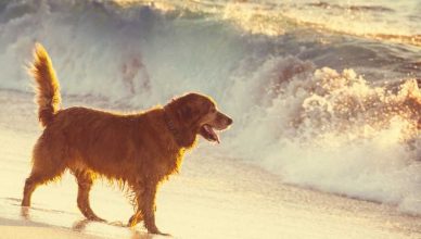 7 claves para disfrutar de la playa con perros.