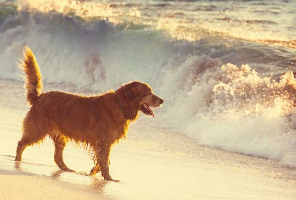 7 claves para disfrutar de la playa con perros.