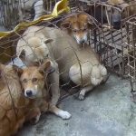 Vietnam sigue comiendo carne de perro y gato.