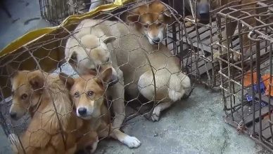 Vietnam sigue comiendo carne de perro y gato.